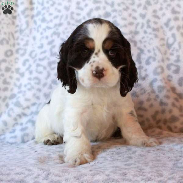 Happy, Cocker Spaniel Puppy
