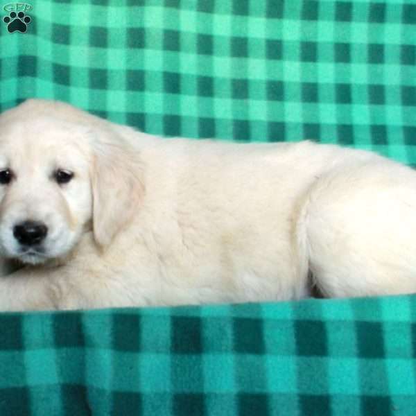 Happy, English Cream Golden Retriever Puppy