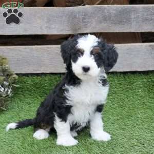 Happy, Mini Bernedoodle Puppy