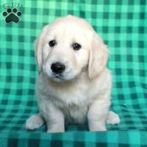 Happy, English Cream Golden Retriever Puppy