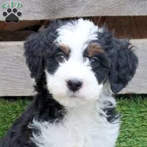 Happy, Mini Bernedoodle Puppy