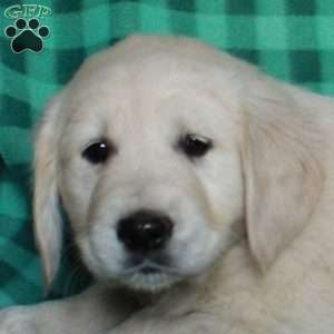 Happy, English Cream Golden Retriever Puppy
