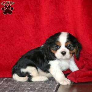 Happy, Cavalier King Charles Spaniel Puppy