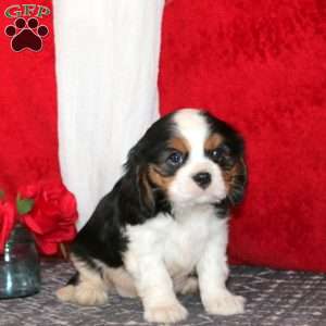 Happy, Cavalier King Charles Spaniel Puppy