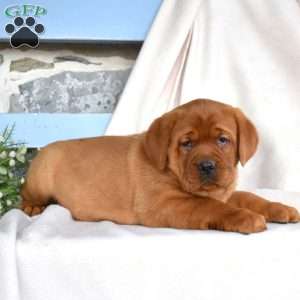 Harley, Fox Red Labrador Retriever Puppy