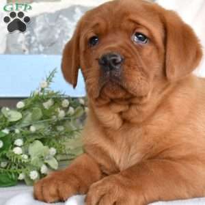 Harley, Fox Red Labrador Retriever Puppy