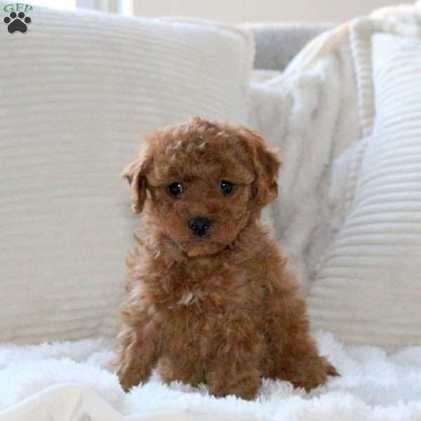 Harlow, Miniature Poodle Puppy