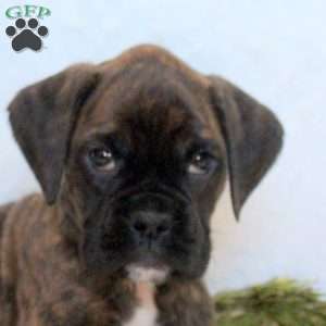 Harlow, Boxer Puppy