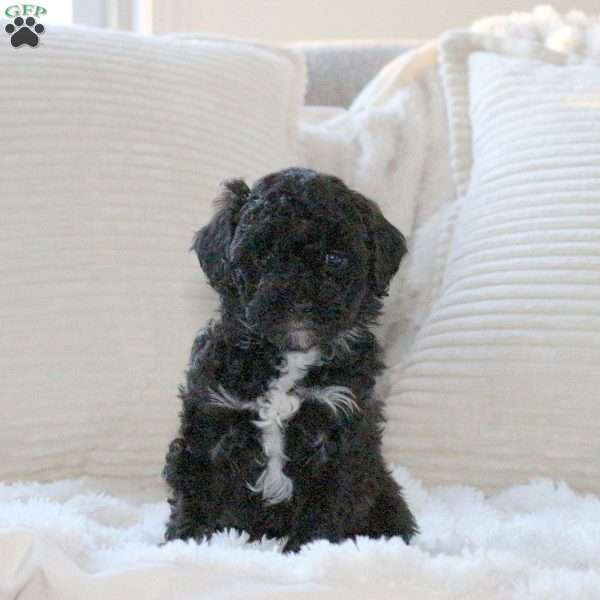 Harmony, Miniature Poodle Puppy