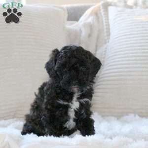 Harmony, Miniature Poodle Puppy