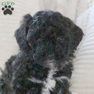 Harmony, Miniature Poodle Puppy