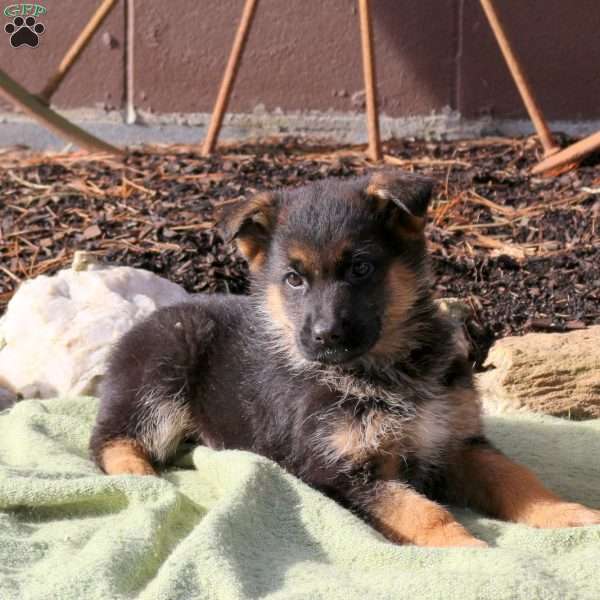 Harper, German Shepherd Puppy