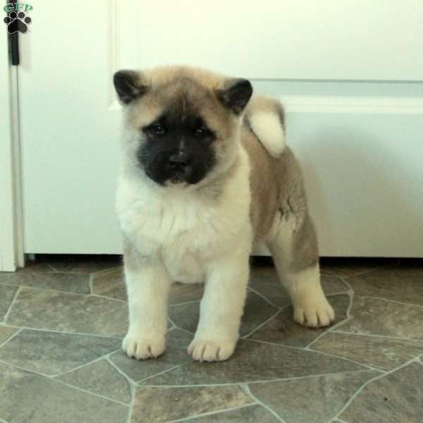 Harper, Akita Puppy