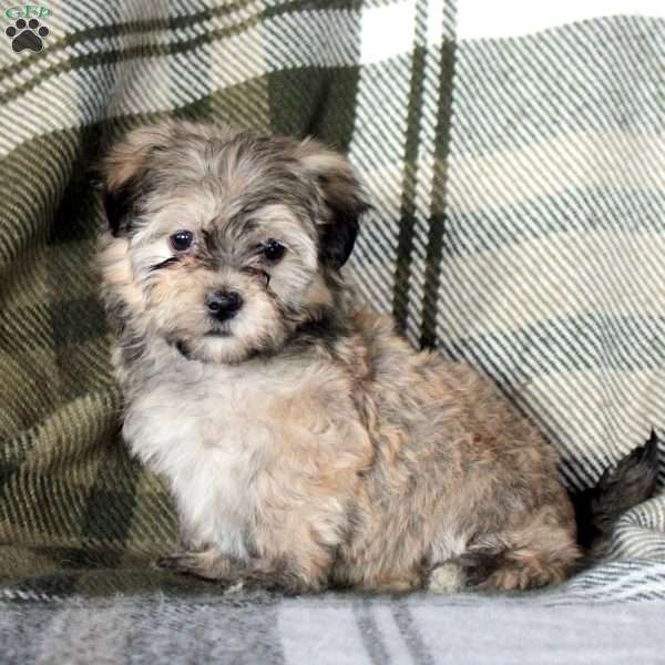 Harper, Havanese Puppy