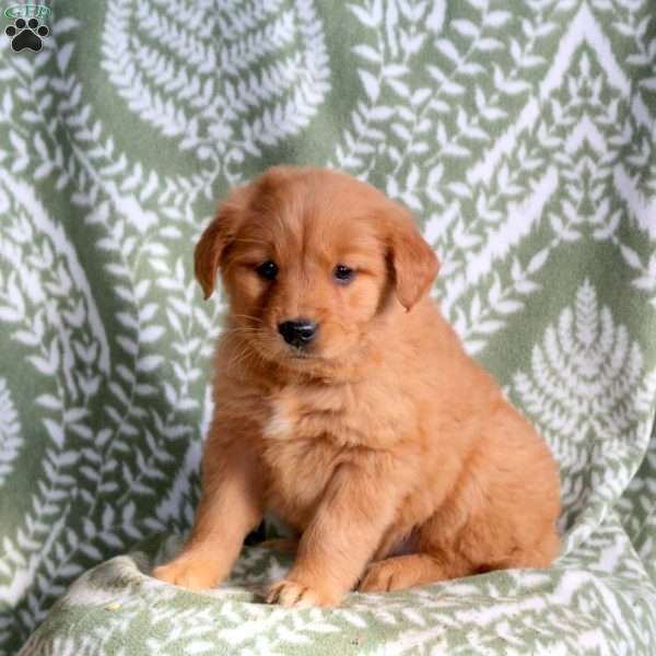 Harper, Golden Retriever Puppy