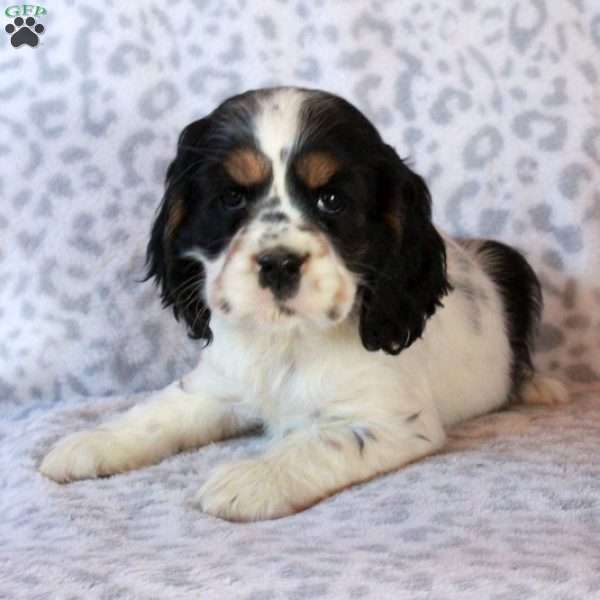 Harper, Cocker Spaniel Puppy