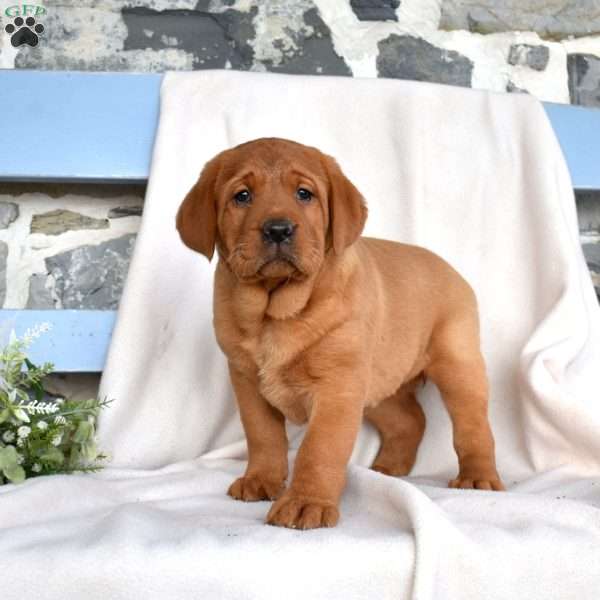 Harper, Fox Red Labrador Retriever Puppy