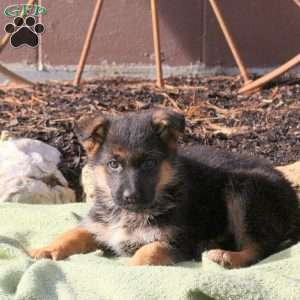 Harper, German Shepherd Puppy