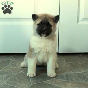 Harper, Akita Puppy