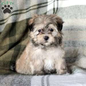 Harper, Havanese Puppy