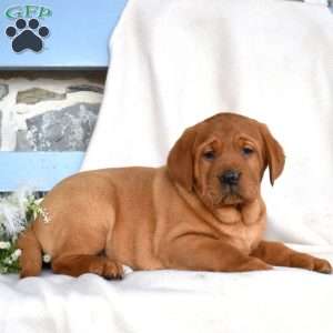 Harper, Fox Red Labrador Retriever Puppy