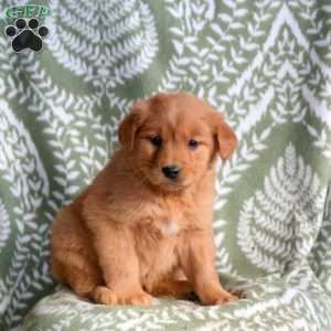 Harper, Golden Retriever Puppy