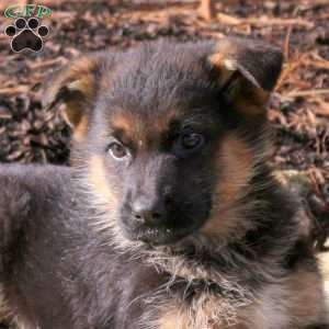 Harper, German Shepherd Puppy
