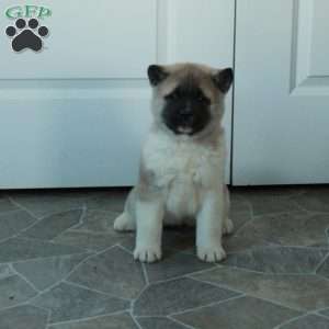 Harper, Akita Puppy