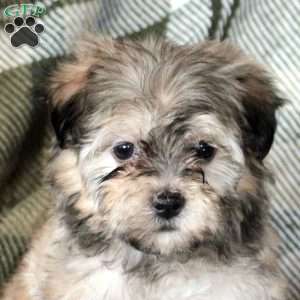 Harper, Havanese Puppy