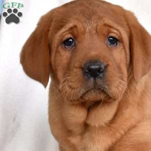 Harper, Fox Red Labrador Retriever Puppy