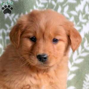 Harper, Golden Retriever Puppy