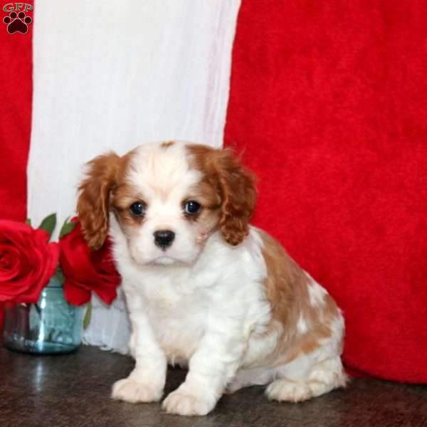 Harper, Cavalier King Charles Spaniel Puppy