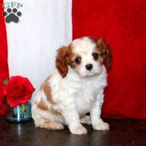 Harper, Cavalier King Charles Spaniel Puppy