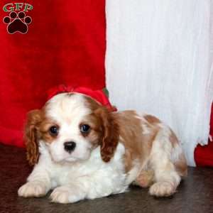 Harper, Cavalier King Charles Spaniel Puppy