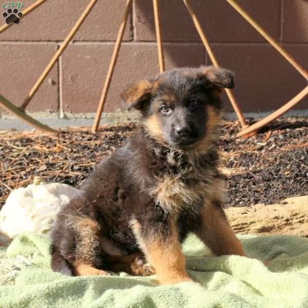 Harrison, German Shepherd Puppy