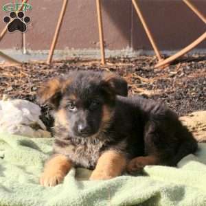 Harrison, German Shepherd Puppy