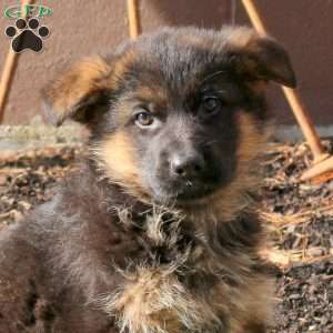 Harrison, German Shepherd Puppy