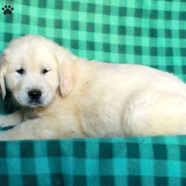 Harry, English Cream Golden Retriever Puppy
