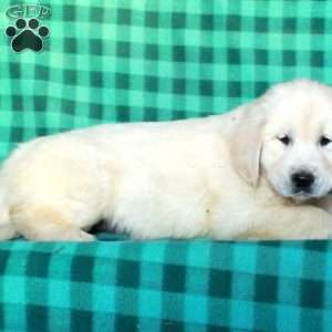 Harry, English Cream Golden Retriever Puppy