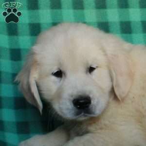 Harry, English Cream Golden Retriever Puppy