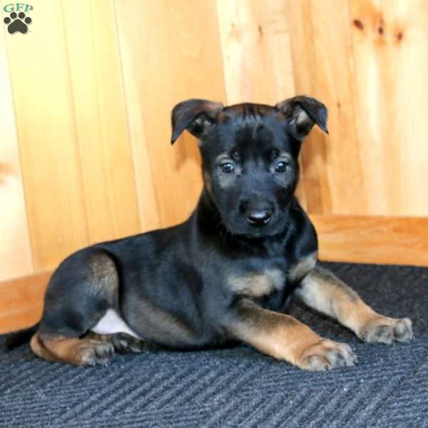 Harvey, Belgian Malinois Puppy