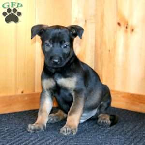 Harvey, Belgian Malinois Puppy