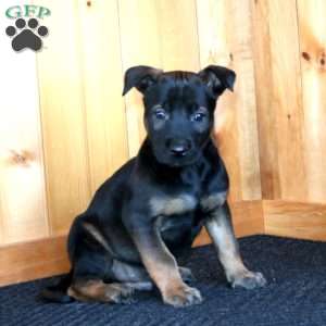 Harvey, Belgian Malinois Puppy