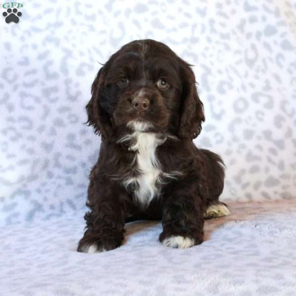 Hattie, Cocker Spaniel Puppy