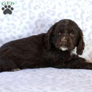 Hattie, Cocker Spaniel Puppy