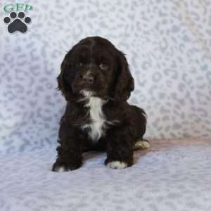 Hattie, Cocker Spaniel Puppy