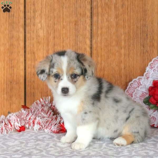 Havannah, Welsh Corgi Mix Puppy