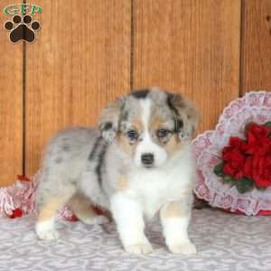 Havannah, Welsh Corgi Mix Puppy