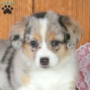 Havannah, Welsh Corgi Mix Puppy