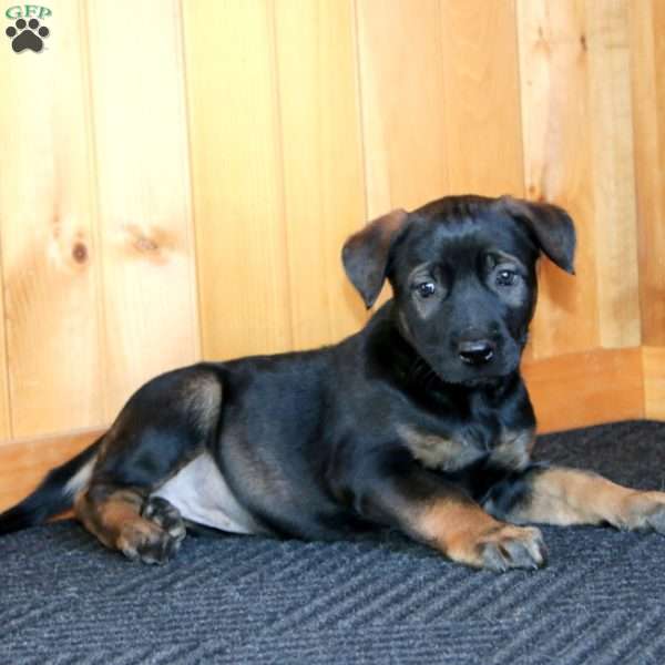 Haven, Belgian Malinois Puppy